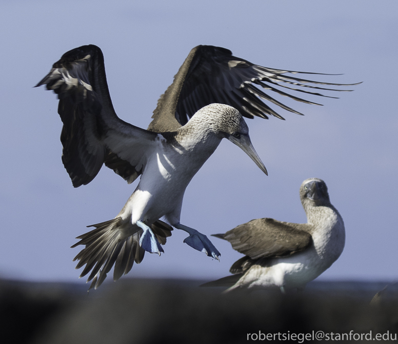 galapagos